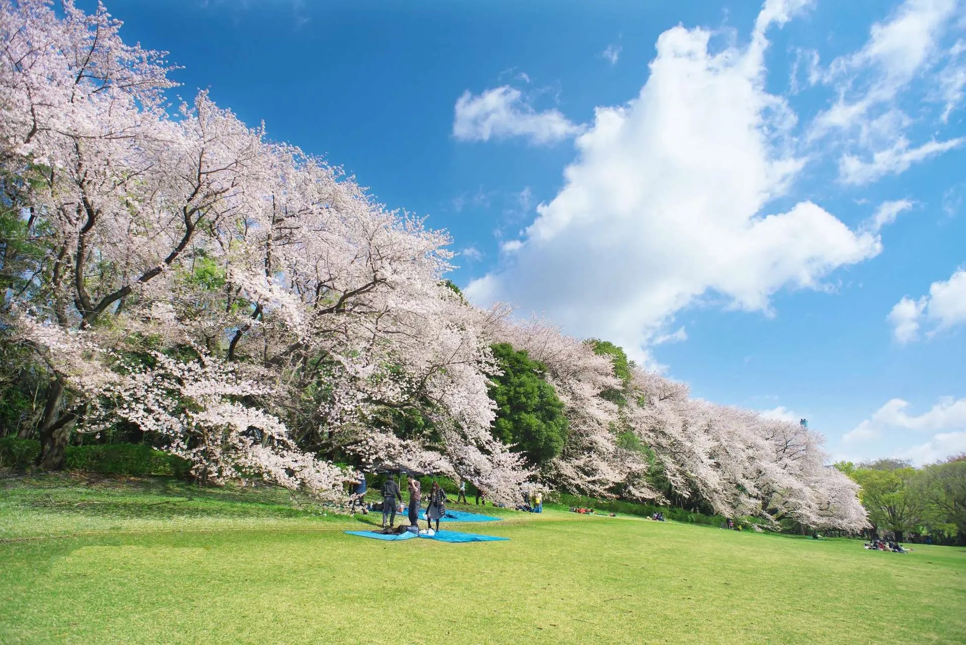 🌳 키누타 공원 (砧公園) 이미지 5